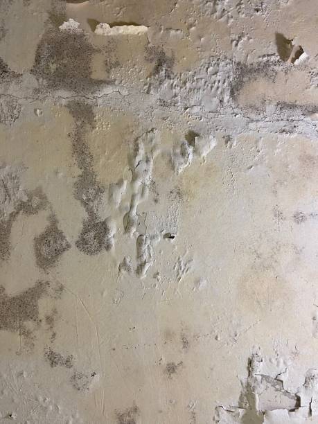 Professional Mold Removal in Helena Valley Southeast, MT