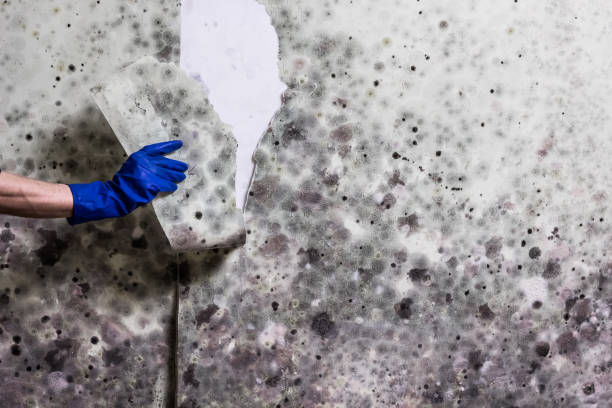 Best Professional Mold Removal  in Helena Valley Southeast, MT